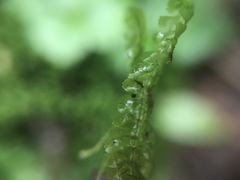 Lepidoziaceae