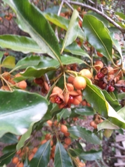 Pittosporum undulatum