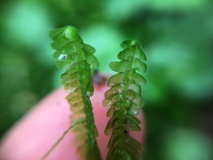 Lepidoziaceae