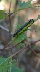Periclista