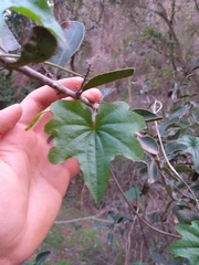 Dioscorea bryoniifolia