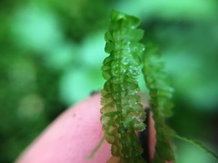 Lepidoziaceae