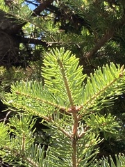Abies × borisii-regis