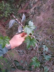 Dioscorea bryoniifolia