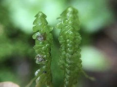 Lepidoziaceae