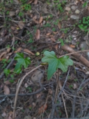 Dioscorea bryoniifolia
