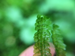 Lepidoziaceae