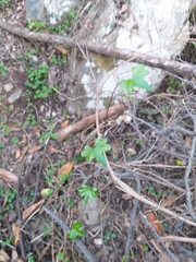 Dioscorea bryoniifolia