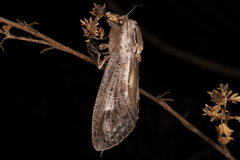Endoxyla mackeri