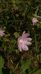 Malva thuringiaca