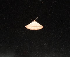 Eublemma perversicolor