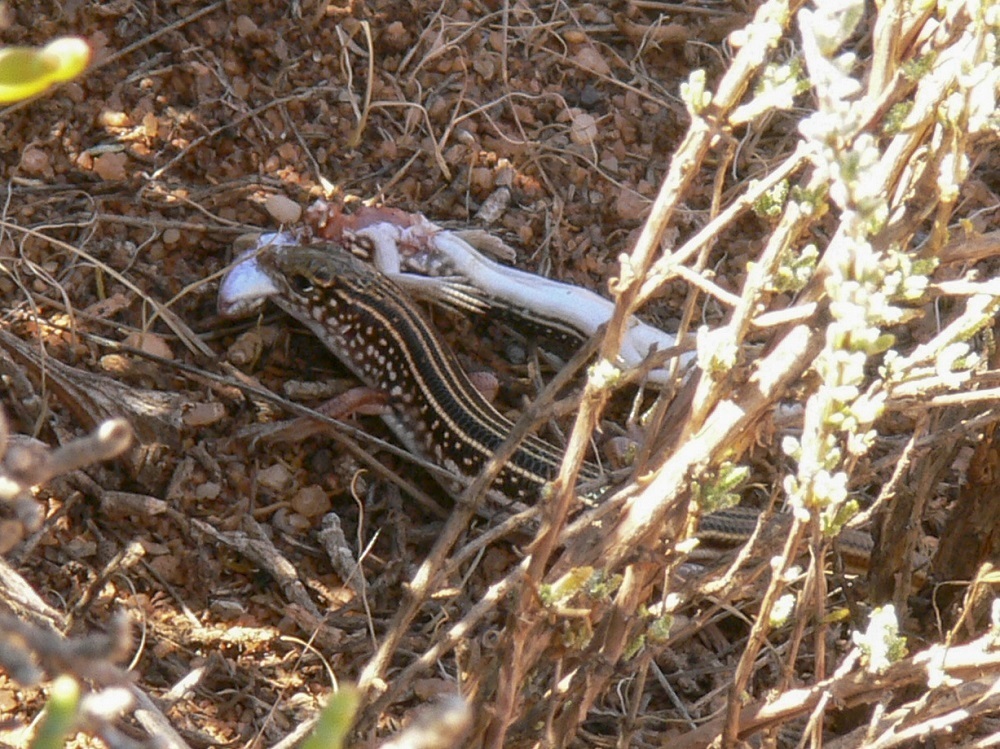 Common Desert Ctenotus
