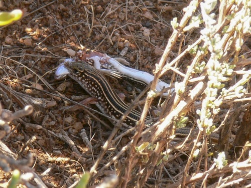 Leonhardi's Ctenotus, Ctenotus leonhardii