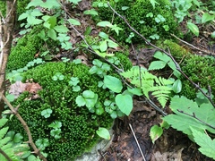 Lepidoziaceae