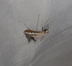 Euclasta maceratalis