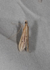 Euclasta gigantalis