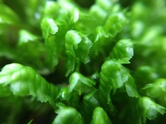 Lepidoziaceae