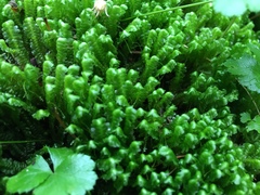 Lepidoziaceae