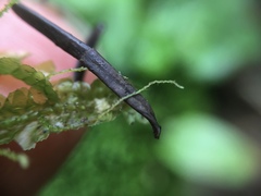 Lepidoziaceae