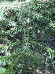 Abies × borisii-regis