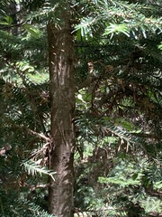 Abies × borisii-regis