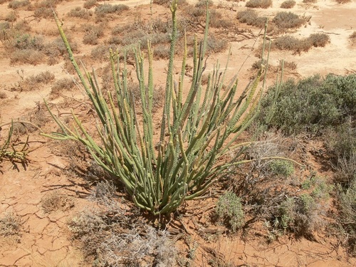 Dunna Dunna (Lawrencia helmsii)