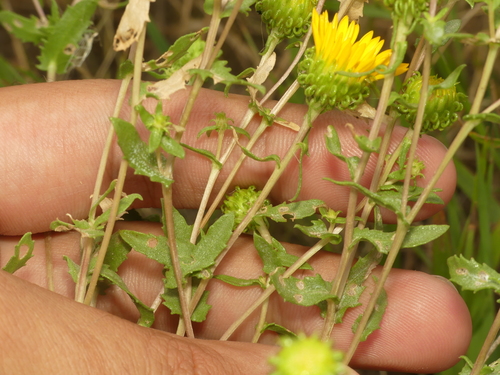 Curlycup Gumweed