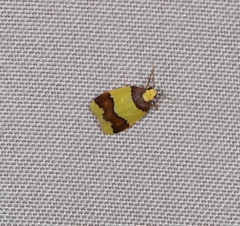 Heterallactis microchrysa