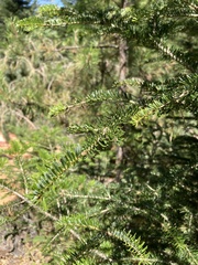 Abies × borisii-regis