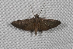 Hymenoptychis sordida