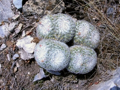Mammillaria parkinsonii