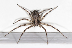 Philodromus placidus