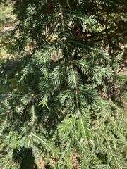 Abies × borisii-regis