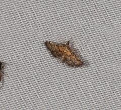 Metasia polytima