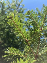 Abies × borisii-regis