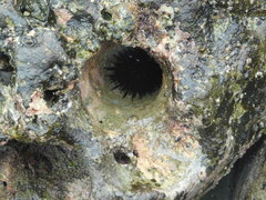 Echinometra vanbrunti