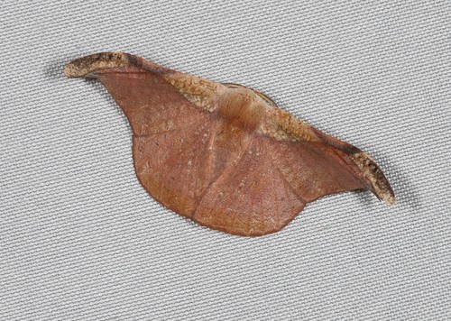 Oreta jaspidea Warren, 1896