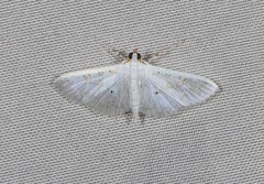 Palpita horakae