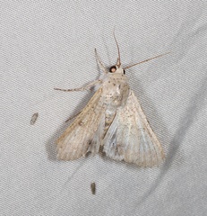 Pandesma submurina