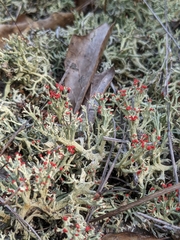 Cladonia leporina
