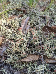 Cladonia leporina