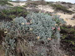 Astragalus anemophilus
