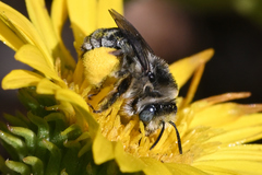 Melissodes microstictus