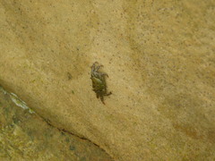 Pachygrapsus socius