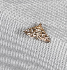 Sameodes iolealis