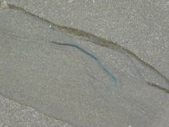 Eulalia