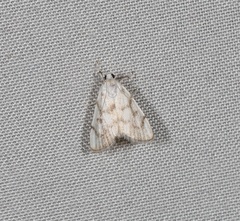 Sericophylla nivalis