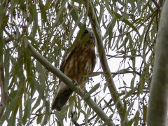 Ninox boobook ocellata