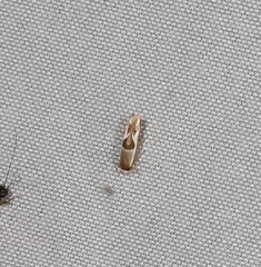 Stathmopoda megathyma