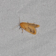 Symmetrodes sciocosma